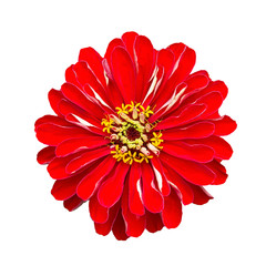 Dahlia isoleted on white background