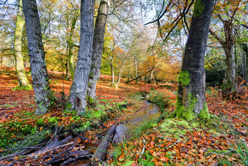 New Forest Stream in Autumn