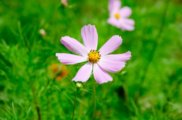 Wildflowers