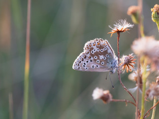 Butterfly Summer