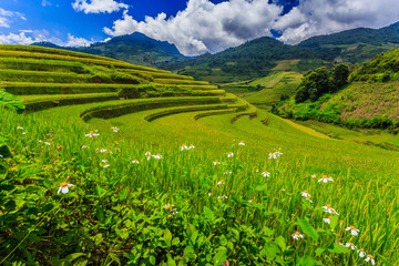 Obraz premium Rice terraces