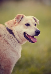 Portrait of a big beige dog.