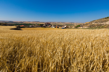 Obraz premium European summer landscape with village among fields. Palenzuel