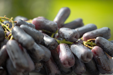 blaue Trauben - Saphire