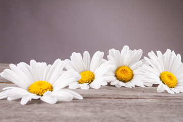 Obraz premium Leucanthemum vulgare on a wooden table