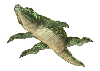 Crocodile