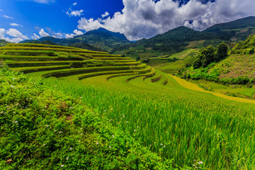 Rice terraces