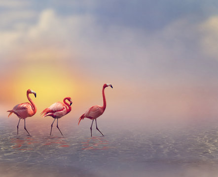 Fototapeta Flamingo Birds
