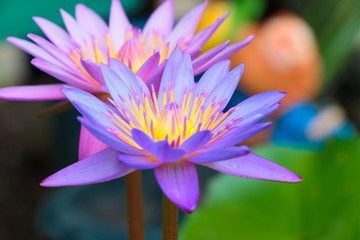 Close up beautiful pink lotus