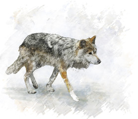 Obraz premium Wolf Watercolor