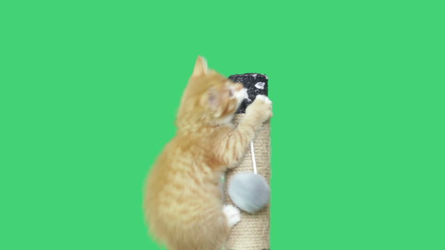 playful kitten playing with a toy on a green screen
