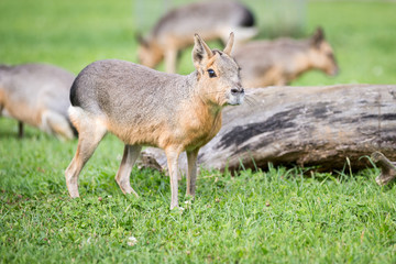Fototapeta premium Patagonian Cavy (Mara)