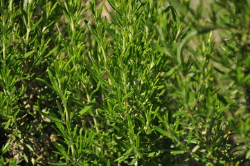 Pianta di rosmarino verde