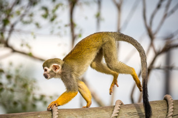 Obraz premium Squirrel Monkey