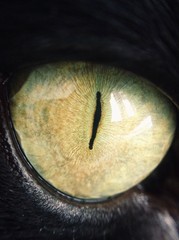 eye of a cat