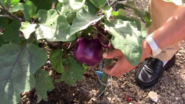 Controllare le melanzane-check out the eggplant