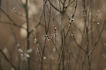 Fototapeta na wymiar Branches of a willow blossom in the spring