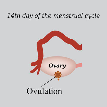 14 day of  the menstrual cycle - ovulation. Vector illustration