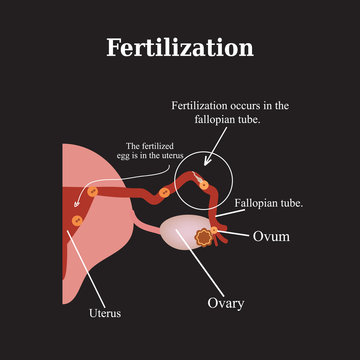 Fertilization. Vector illustration on a black background