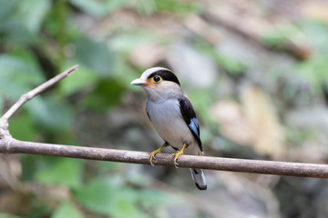 silver breast broadbills in nature 