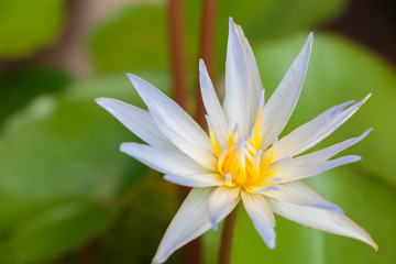 Fototapeta na wymiar Lotus flower and Lotus flower plants