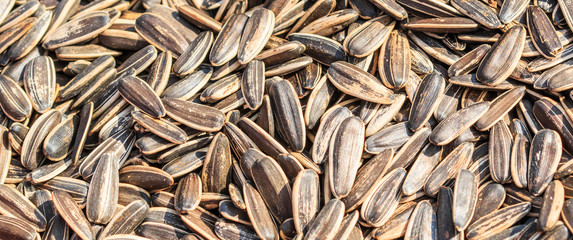 Sunflower seeds