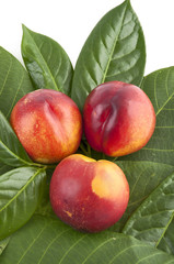 fresh nectarines
