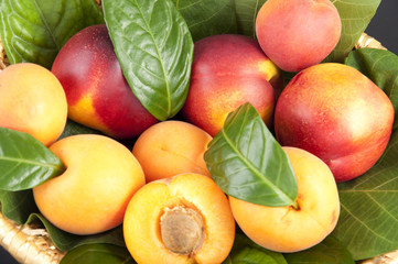 apricots and peaches