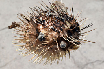 Fish-urchin