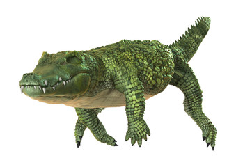 Crocodile