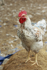 Chiken male