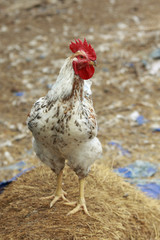 Cock on hay