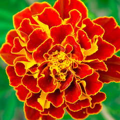 Red-Yellow Flower