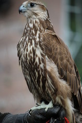 Falcon sitting