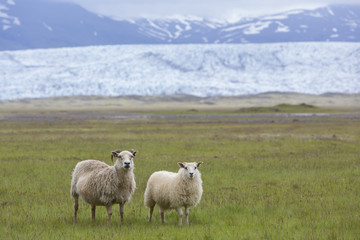 Obraz premium sheeps in Iceland, Vatnajokull