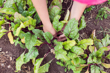 Farmer thinning out and mulching young beetroot plants on a garden bed. Gardening in summer. Caring for farm plants.