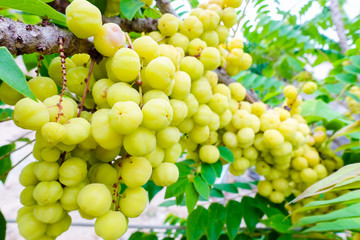 star gooseberry on tree