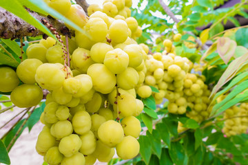 star gooseberry on tree