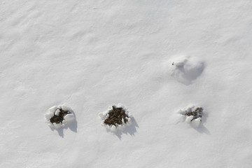 molehills in line in winter