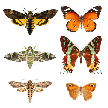 Butterflies / Different large Mediterranean butterfly species 
