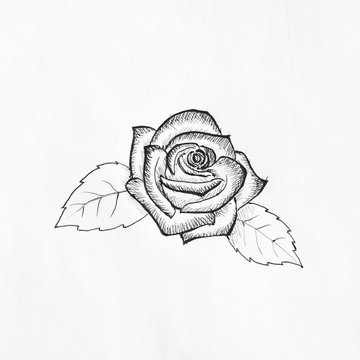 Pen sketch of rose