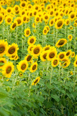 Sunflower field. Sunflower field in full bloom