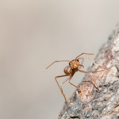 Red ant.