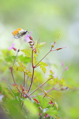 Orange Tip butterfly on purple wild geranium - Geranium robertianum