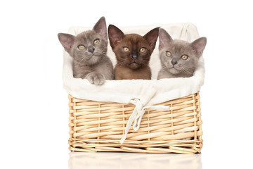 Fototapeta na wymiar Burmese kittens in basket