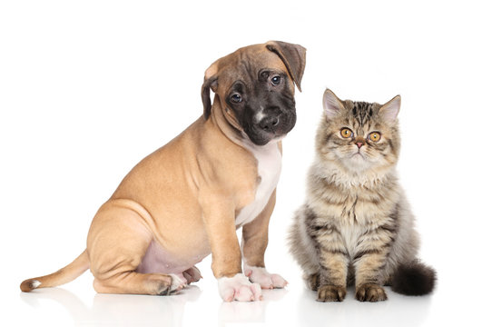 Puppy and kitten on white background