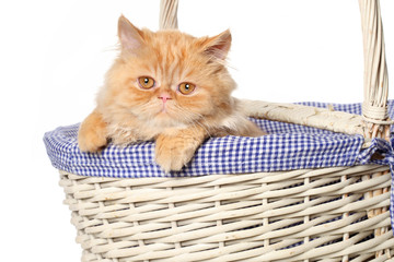 Fototapeta na wymiar Ginger Persian cat in a basket