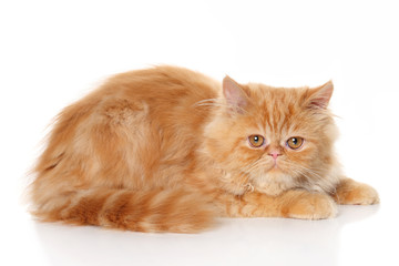 Ginger Persian cat