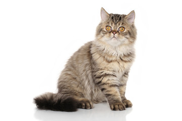 Persian cat in front of white background