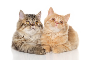 Persian kittens lying on a white background